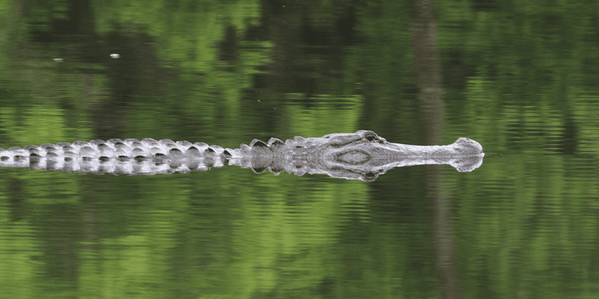 Alligator swimming in bayou.